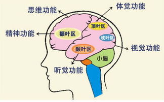 早尚好学能研究中心专门为客户提供专业的临沂全脑开发 右脑开发哪家便宜